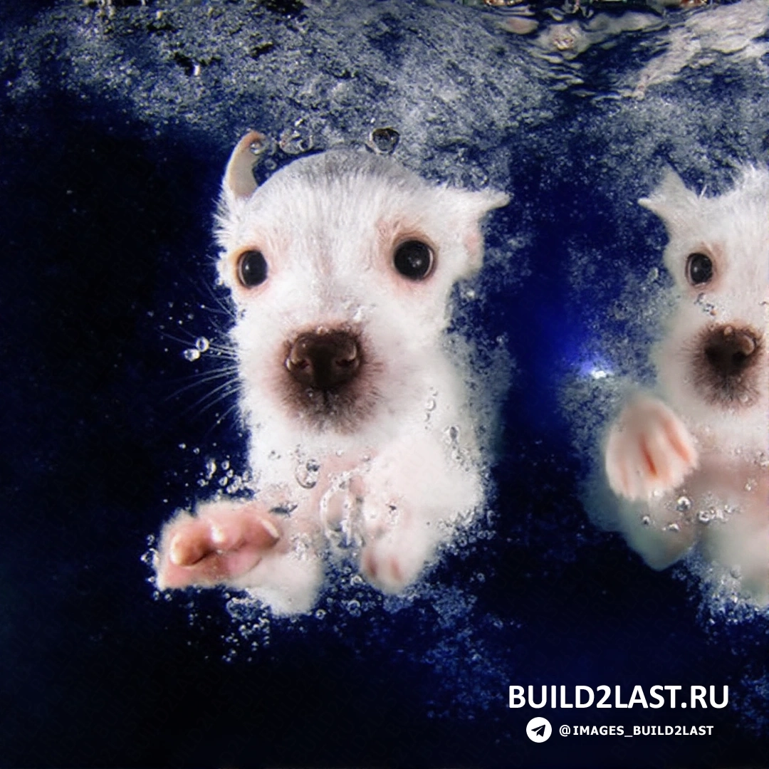 Маленькие щенки в подводном мире, занимаясь дайвингом.